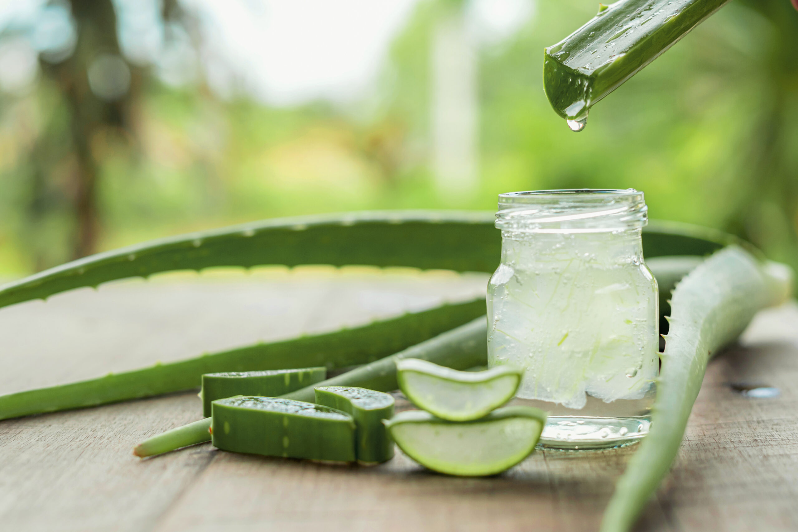 aloe-vera-vietata